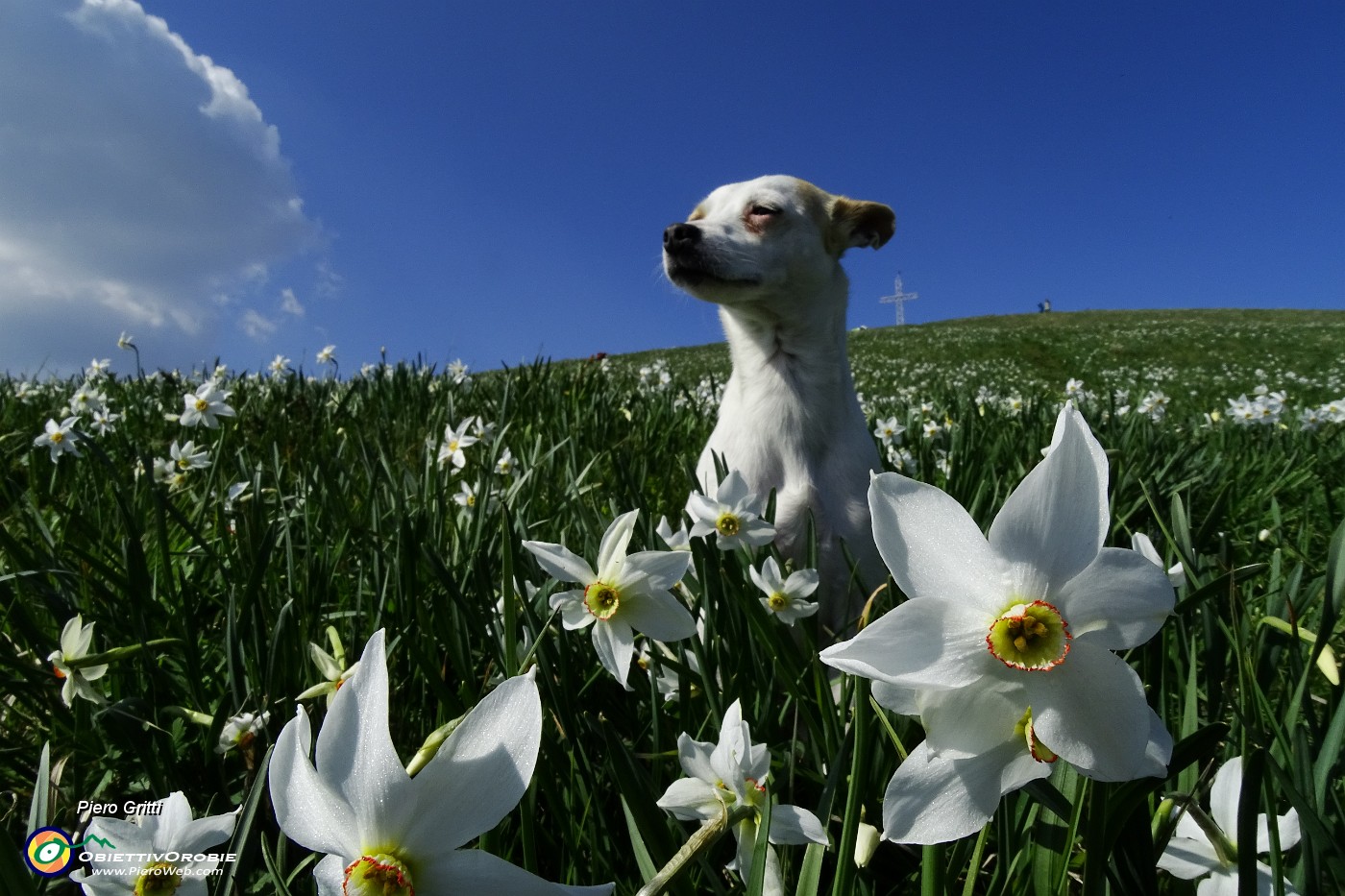 76 Scendiamo tra distese di narcisi in fiore.JPG